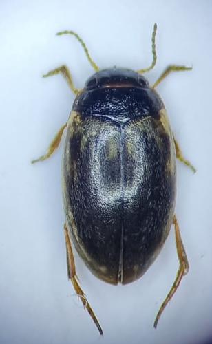 Hydroporus tessellatus